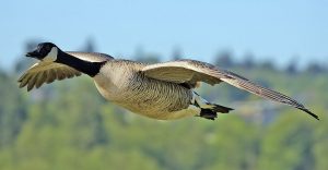 Spring Harvesters Subsidy Program